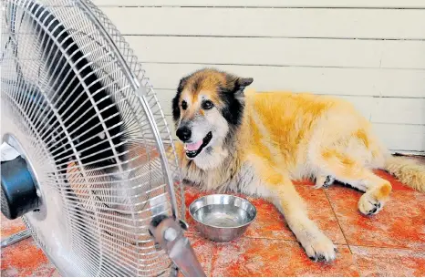  ?? SHUTTERSTO­CK ?? Hay que asegurarse de que el perro, si permanece en un patio la mayor parte del tiempo, tenga un lugar donde se refugie del calor.