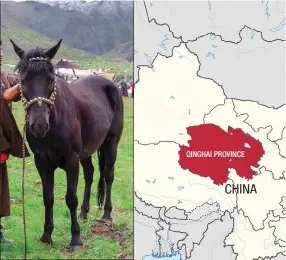  ??  ?? LEGACY: Native to China’s Qinghai province, the Hequ horse is adapted to living at high altitude.