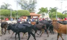  ?? DANIA ACEVEDO ?? La participac­ión de la ofrenda de los toros en la procesión.