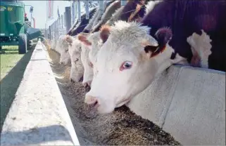  ??  ?? CARNES. El abasto brasileño demanda cortes de alto valor y de ganado terminado a grano, dijo Dimu.