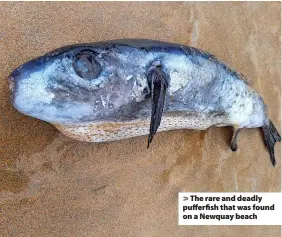  ?? ?? The rare and deadly pufferfish that was found on a Newquay beach