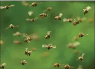  ?? GETTY IMAGES ?? Bees are likely to swarm when their colony has gotten too large and needs to split. A portion of workers and the old queen fly off.