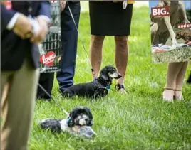  ?? Dan Gleiter/PennLive ?? Some canine pets joined their owners during a rally in June 2021 at the state Capitol in Harrisburg to support a pair of bills that would increase dog license fees to fully fund the Bureau of Dog Law Enforcemen­t.