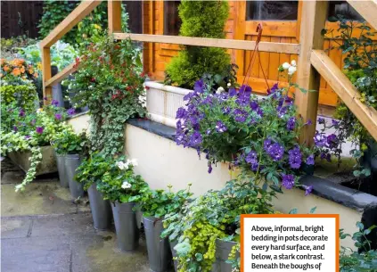  ??  ?? Above, informal, bright bedding in pots decorate every hard surface, and below, a stark contrast. Beneath the boughs of huge, low-drooping conifers is a shady, dry bed with the koi carp pond in the foreground