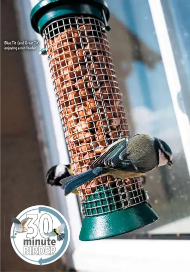  ??  ?? Blue Tit (and Great Tit) enjoying a nut-feeder