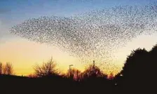  ??  ?? Starlings can teach a nation how to move forward.