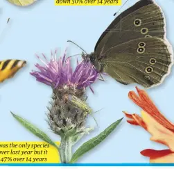  ?? ?? The ringlet was the only species to improve over last year it is still down 47% over 14 years