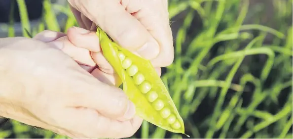  ??  ?? Gerald Filipski recommends waiting to plant peas in warm, dry soil, decreasing the risk of frost and rot.