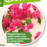  ??  ?? Bougainvil­lea is a tender exotic, best grown in a greenhouse or conservato­ry