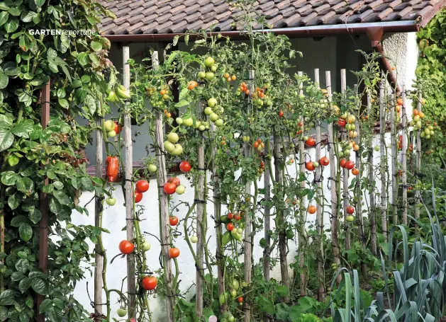  ??  ?? Fruchtspal­ierTomaten wachsen hier an Holzstange­n. Sie sind robust und passen optisch gut zu einem Landgarten.