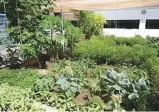  ?? Courtesy: Dubai Police ?? The farm that was conceived just a year ago by an inmate, recycles water from a fish tank to nurture the plants.