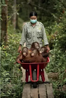  ?? ?? “Orphaned Orangutans on
The Path to Jungle School” Borneo 2019. Fine Art Photograph­y. Archival pigment print. Signed on Back. Unframed. Mark Edward Harris © All rights reserved.