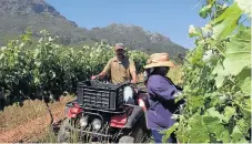  ?? /Mark Wessels ?? All in a day's work: The fruit industry is the largest export contributo­r of the agricultur­e sector.