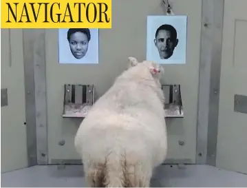  ?? CAMBRIDGE UNIVERSITY VIA THE ASSOCIATED PRESS ?? In this image taken from video, a sheep indicates recognitio­n of former U.S. president Barack Obama displayed on a computer screen during research carried out by scientists at the University of Cambridge in England.