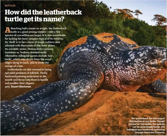  ??  ?? The leatherbac­k has the largest distributi­on of any turtle. Though classed as Vulnerable, the species can be surprising­ly hardy: one individual was monitored swimming through Hurricane Florence.