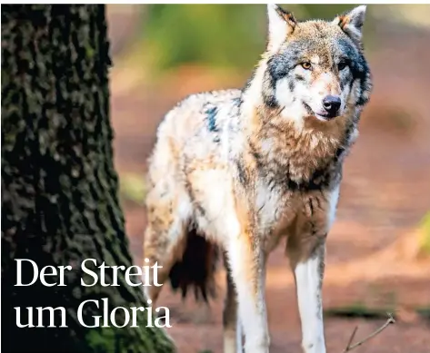  ?? FOTO: DPA ?? Dieser Wolf befindet sich in einem bayerische­n Gehege, im Gebiet Schermbeck leben mittlerwei­le drei Wölfe.