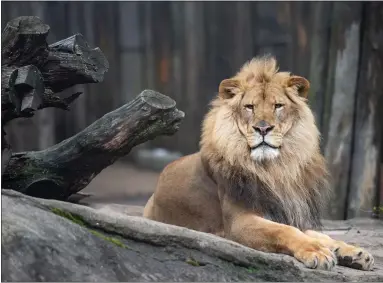  ?? PHOTOS BY KYLE LANZER ?? A Cleveland Metroparks Zoo lion is shown in 2019.