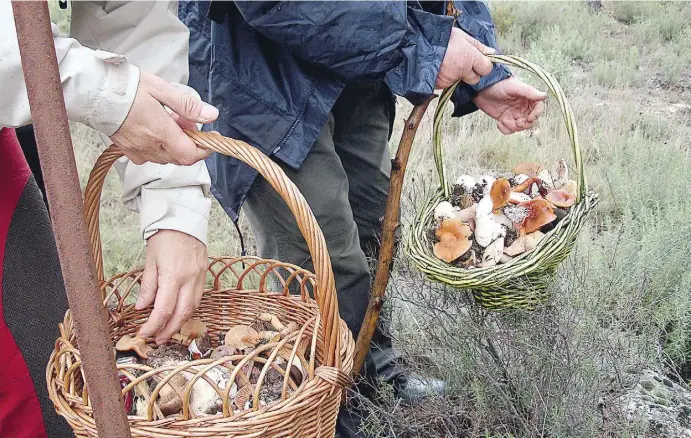  ?? Foto: Ángel García ?? Die empfindlic­hen Pilze werden beim Sammeln am besten in geräumigen Behältern wie Körben aufbewahrt.