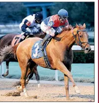  ?? Photo courtesy of Oaklawn Park ?? Wilbo is the betting favorite at 7-2 in today’s King Cotton Stakes at Oaklawn Park. David Cabrera gets the mount.