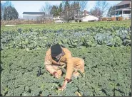  ??  ?? Don Kretschman­n harvests kale on his farm.