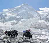  ??  ?? Yaks carrying mountainee­ring equipment return to base camp at Mount Everest.