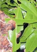  ?? BILD: Peter Busch ?? Während die Käfer des Dickmaulrü­sslers an den Blättern fressen, können die Larven für beträchtli­che Schäden an den Wurzeln sorgen.