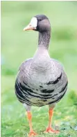  ?? Photo Jim Cassels ?? White-fronted goose.