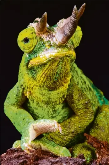  ?? Matthijs Kuijpers. Biosphoto ?? Le caméléon de Jackson a été introduit à Hawaï en 1972.