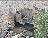  ?? PHOTO BY TOSHIMI KRISTOF ?? A mother Bobcat and two kittens in Bear Valley Springs drink from a water source provided by Les and Toshimi Kristof.