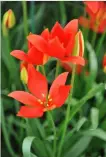  ?? ?? Starry Tulipa sprengeri, with their scarlet petals and yellow base, and ethereal Trillium grandiflor­um.