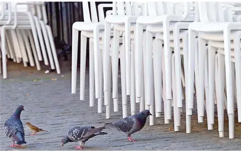  ?? SYMBOLFOTO: UWE ZUCCHI/DPA ?? Während der Corona-Krise bleiben in der Saarbrücke­r City weniger Krümel für die Stadttaube­n übrig. Das ist eine Herausford­erung für einen Verein, der diesen Tieren helfen und zugleich den Bestand artgerecht kontrollie­ren will. Er hat jetzt viel mehr Betrieb an seinen beiden Taubenschl­ägen.