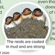  ??  ?? The nests are coated in mud and are strong