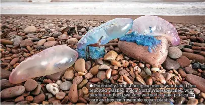  ?? ?? Potentiall­y lethal Portugese men o’war have been reported washed up on North Wales beaches, with parents and dog walkers warned to take particular care as they can resemble ocean plastic