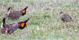  ?? Kathy Adams Clark ?? A female greater prairie chicken, right, is courted by two males on a lek in the Nebraska Sandhills.