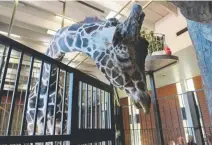  ?? Kathryn Scott, Denver Post file ?? Dikembe the giraffe at the Denver Zoo.