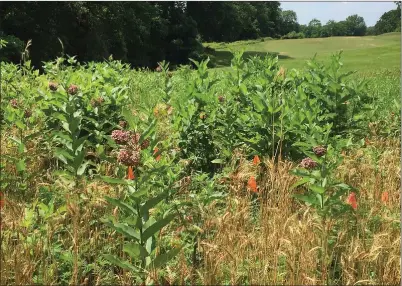  ?? Rock Creek Conservanc­y ?? Invasive plants are spreading in Washington, D.C.’s Rock Creek Park, but the park’s golf course has been subjected to a weeding and replanting to demonstrat­e what can be done.