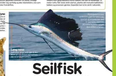  ??  ?? På et øyeblikk kan seilfisken gjøre kroppen sin lyseblå og stripete når dener opprømt, noe som forvirrer byttene og gjørdem lettere å fange.