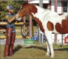  ??  ?? STALWART: Andrew Hodge says Boomer, now 27, “has a fire in his eyes and loves the trail.”