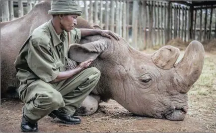  ?? PICTURES: OL PEJETA CONSERVANC­Y INSTAGRAM ?? Sudan, the last male northern white rhino left in the world, died this week.although his death has brought the northern white rhino to the brink of extinction, a Gofundme campaign has been set up to assist with technologi­cal innovation­s that could save...