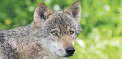  ?? DPA-BILD: Rehder ?? Der Wolf soll ins Jagdrecht aufgenomme­n werden, dafür plädieren SPD und CDU im niedersäch­sischen Landtag. Außerdem soll es eine neue Form der Wolfszählu­ng geben.