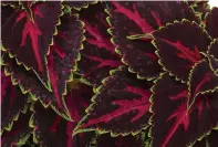  ?? ?? This image provided by Ball Seed shows the dramatic foliage of Talavera Pink Tricolor coleus. (Ball Seed via AP)