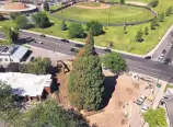  ?? REBECCA BOONE/ASSOICATED PRESS ?? This 98-foot-tall sequoia is set to be moved two blocks this weekend in Boise, Idaho. The seedling was planted around 1912.