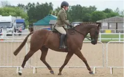  ??  ?? Wolferlow Esperanto tops the show hunter ponies for the second year