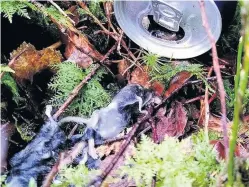  ??  ?? Shock Snapper Charlotte Workman, a regular litter picker, found the dead rodents (above) when she saw the mess left by visitors (right) while out cycling near Loch Ard