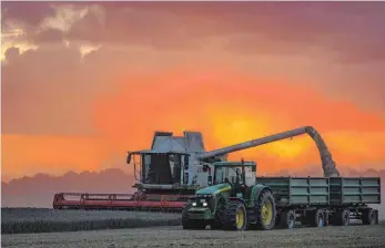  ?? FOTO: DPA ?? Mähdresche­r in der Abendsonne: Das malerische Bild steht im Gegensatz zu den Ernteerträ­gen 2016 – die Landwirte müssen Ausfälle von bis zu 15 Prozent verkraften.