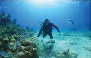  ?? (Alexandre Meneghini/Reuters) ?? PROFESSION­AL DIVER and coral reef conservati­onist Luis Muiño cleans the coral nursery from algae at Playa Coral beach, Cuba, last month.