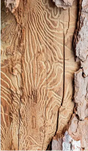  ?? O K N E M I X A M A LY O / K C O T S R E TT U H S ?? The wood of an elm infested by the beetles that carry Dutch elm disease