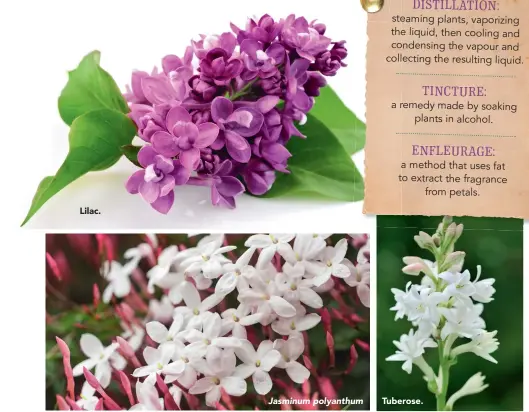  ??  ?? Lilac. xxxxxxxxxx Jasminum polyanthum Tuberose.