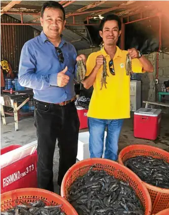  ??  ?? CPF Philippine­s president Udomsak Aksorphakd­ee (left) and CPF Farm Zambales manager Amonchai display harvested shrimp.