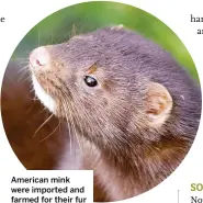  ??  ?? American mink were imported and farmed for their fur